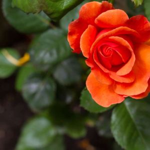 Rosa ‘Orange Sunblaze’ – Rose ‘Sunblaze’ – Rose ‘Orange Sunblaze’ get a quote