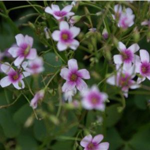 Oxalis crassipes ‘Blush’ get a quote