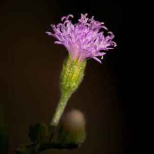 Emilia sonchifolia – Cacalia sonchifolia – Cacalia – Tassel Flower – get a quote