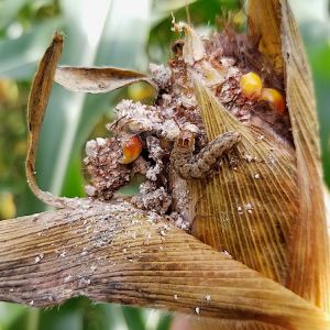 Western Bean Cutworm – Loxagrotis albicosta get a quote