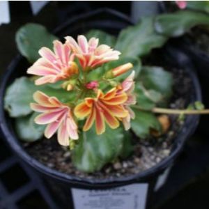 Lewisia c. ‘Sunset Strain’ – Lewisia – Bitter Root – get a quote