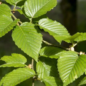 Betula grossa – Betula ulmifolia – Japanese Cherry Birch – Birch – get a quote