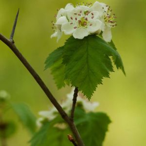 Crataegus cuneata – Hawthorn – May – get a quote