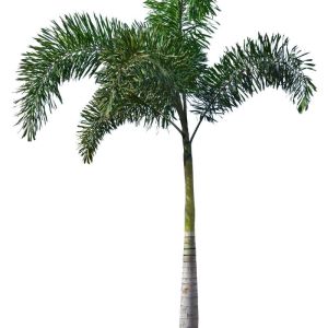 Wodyetia bifurcata – Foxtail Palm get a quote