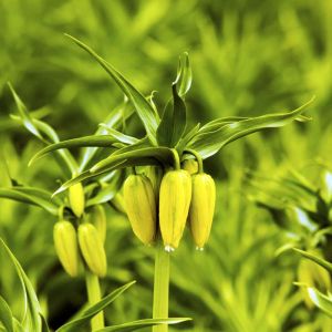 Fritillaria eduardii – Fritillary – get a quote