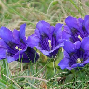 Gentiana clusii – Trumpet Gentian – Gentian – get a quote