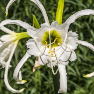 Hymenocallis x festalis – Ismene – Spider Lily – Filmy Lily – Sacred Lily of the Incas – get a quote