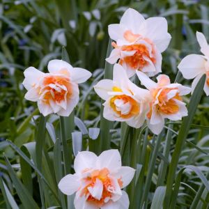 Narcissus ‘Delnashaugh’ – Daffodil  ‘Delnashaugh’ get a quote