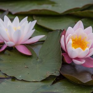 Nymphaea ‘Pink Sensation’ – Waterlily – get a quote