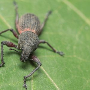 Clay-coloured Weevil – Otiorhynchus singularis get a quote