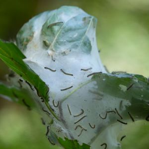 Fall Webworm – Hyphantria cunea get a quote