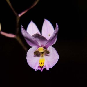 Barkeria – orchid get a quote