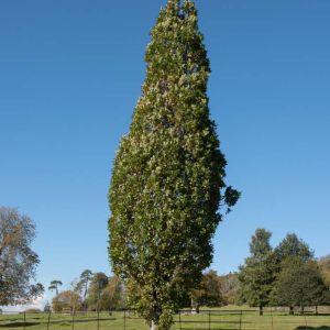 Quercus robor fastigiate – Columnar English Oak get a quote