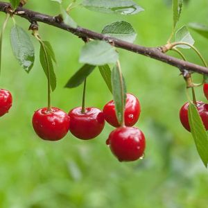 Cherry – Montmorency Cherry tree get a quote