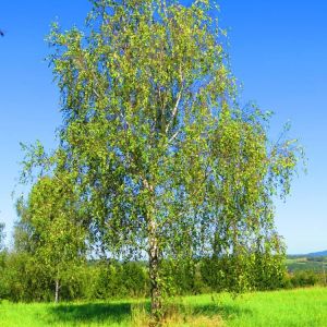 Betula platyphylla var. japonica ‘Whitespire’ – Betula japonica ‘Whitespire’- Asian White Birch – Birch – get a quote