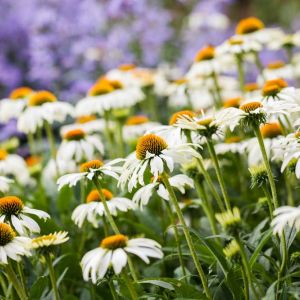 Echinacea p. ‘White Swan’ – Coneflower – get a quote