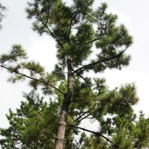 Pinus densiflora ‘Oculus Draconis’  – Japanese Red Pine – ‘Ja-nome’ – ‘Dragon Eye Pine’ get a quote