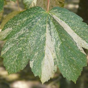 Acer pseudoplatanus ‘Variegatum’ ‘ ‘Sycamore Maple’ ‘ ‘Planetree Maple’ – Maple get a quote