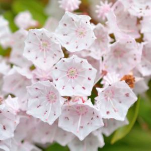 Kalmia latifolia – Calico Bush – Mountain Laurel – get a quote