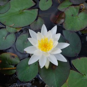 Nymphaea tetragona – Nymphaea pygmaea – Waterlily – get a quote