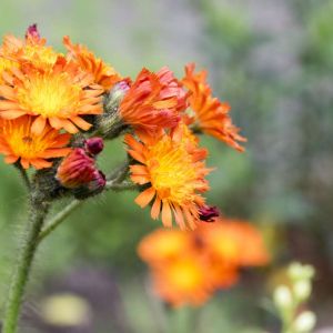 Piloselia aurantiaca – Hieracium aurantiacum – Hieracium brummeocroceum – Fox and Cubs – Orange Hawkweed – get a quote