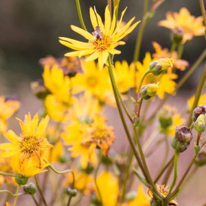 Silphium integrifolium – Prairie Dock – Rosinweed – get a quote