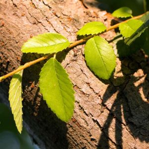 Ulmus parvifolia ‘ Chinese Elm ‘ Lacebark Elm ‘ get a quote