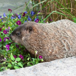 Groundhogs get a quote