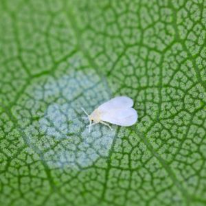 Ash Whitefly – Siphonius phillyreae get a quote