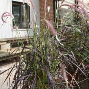 Pennisetum alo. ‘Hameln’ – Chineses pennisetum grass  – get a quote