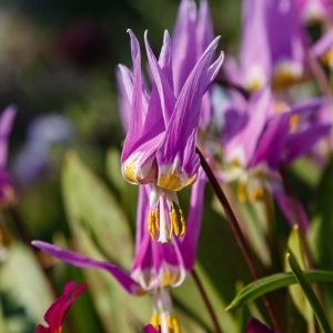 Erythronium c. forbsii –  Dog’s-tooth Violet – Trout Lily – Fawn Lily – bulb get a quote