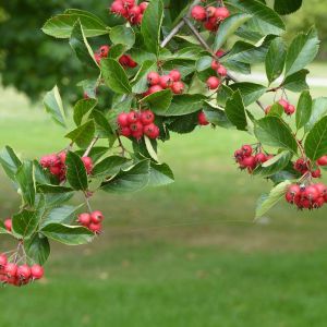 Crataegus crus-galli – Cockspur Hawthorn – Hawthorn – May – get a quote