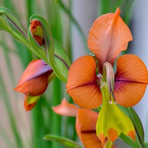 Gladiolus alatus – Kalkoentjie – Acidanthera – Homoglossum – get a quote