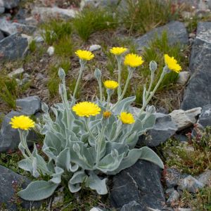 Hieracium lanatum – Hieracium welwitschii – Hawkweed – get a quote