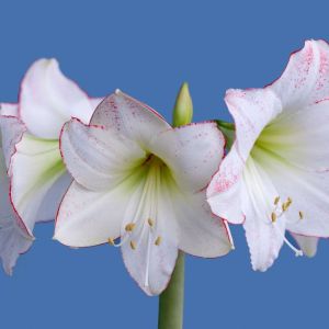 Hippeastrum ‘Picotee’ – Amaryllis – Barbados Lily – get a quote