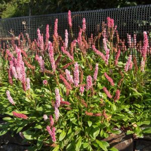 Persicaria affinis ‘Donald Lowndes’ – Polygonum affine – Himalayan Knotweed – Aconogonon – Bistorta – Polygonum – Tovara – Fleeceflower – Knotweed – get a quote