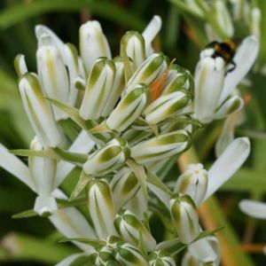 Triteleia hyacinthina – Brodiaea hyacinthina – Brodiaea lactea – Wild Hyacinth – Triplet Lily – get a quote