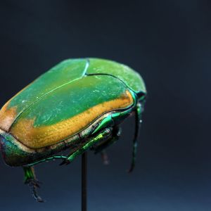 Green Fruit Beetles – Cotinus spp. get a quote