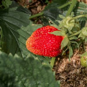 Fragaria x ananassa – Garden Strawberry – Strawberry get a quote