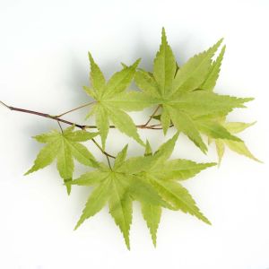 Acer palmatum ‘Osakazuki’ – Osakazuki Japanese Maple – Maple get a quote