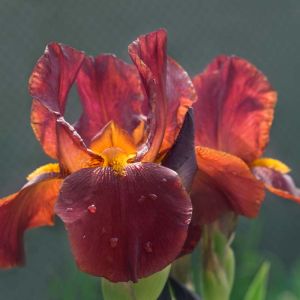 Iris ‘Red Zinger’ get a quote