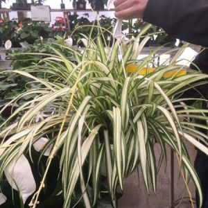 Chlorophytum comosum – Chlorophytum capense of Gardens – Spider Plant – Ribon Plant – Hen and Chickens  – get a quote