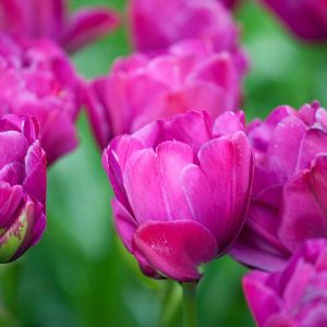 Tulipa ‘Abigail’  – Tulip ‘Abigail’ – Bulbs get a quote