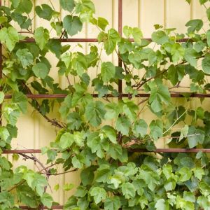 Buy Vines Plants