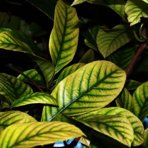 Chlorosis get a quote