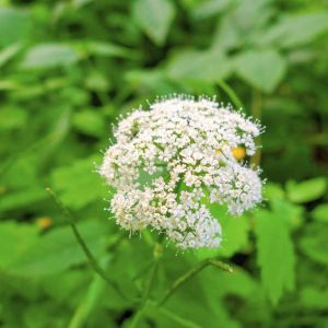 Chaerophyllum hirsutum – get a quote