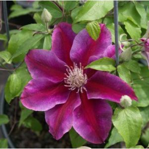 Clematis ‘Kilian Donahue’ get a quote