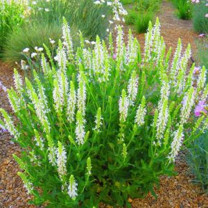 Clethra alnifolia ‘Hummingbird’ – Sweet Pepperbush – Summersweet Clethra – Summersweet – Sweet Pepperbush – White Alder – get a quote