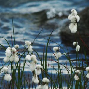 Eriophorum angustifolium – Common Cotton Grass – Cotton Grass – get a quote