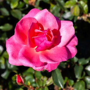 Rosa ‘Knock Out’ – Rose ‘Knockout get a quote